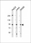 TAP1 Antibody (C-term)