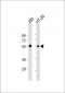 p53 Antibody (C-term)