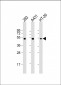 p53 Antibody (T55)