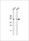 p53 Antibody (S15)