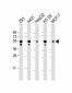 p53 Antibody (S37)