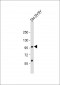 CASK Antibody (Center K227)