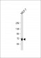 RAF1 Antibody (S621)