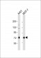 RAF1 Antibody (S233)