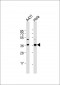 GAPDH Antibody (N-term)