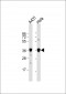 GAPDH Antibody (C-term R248)