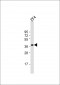 DANRE efnb2a Antibody (Center)