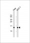ISG15 Antibody (N-term))