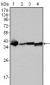 Nucleophosmin Antibody