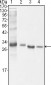 BCL-10 Antibody