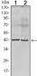 Apoa5 (ab) Antibody