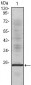 IL-1a Antibody