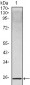 IL-10 Antibody