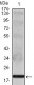 IL-16 Antibody