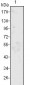 MCP-1 Antibody