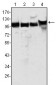 MSH2 Antibody