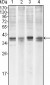 MCL-1 Antibody