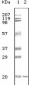 CD19 Antibody