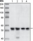 CHK1 Antibody