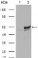 CHK1 Antibody