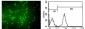 CD3 Antibody