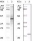 APOA5 Antibody