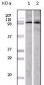 EphA1 Antibody