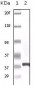 Calcyclin Antibody