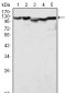 LSD1/AOF2 Antibody