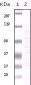 FGF2 Antibody