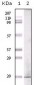 GLP Antibody