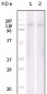 EphB6 Antibody