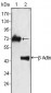 ZAP70 Antibody