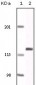 EphA2 Antibody