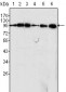 Dynamin-1 Antibody