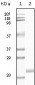 EphB4 Antibody