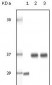 SRA Antibody