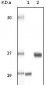 SRA Antibody