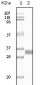 TGF beta1 Antibody