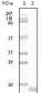 SNCA Antibody