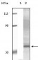 Akt3 Antibody