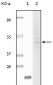 Fibulin 5 Antibody