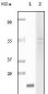 Fibulin 5 Antibody