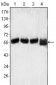 Lck Antibody