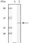 CIB1 Antibody