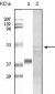 GSK3 alpha Antibody