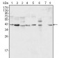 ERK2 Antibody