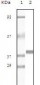 Myoglobin Antibody