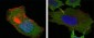 GSTP1 Antibody