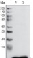 GSTP1 Antibody